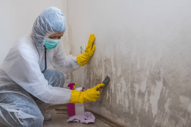 Best Office Mold Removal Services  in Pablo, MT