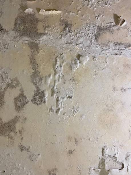 Reliable Pablo, MT Mold Removal Solutions