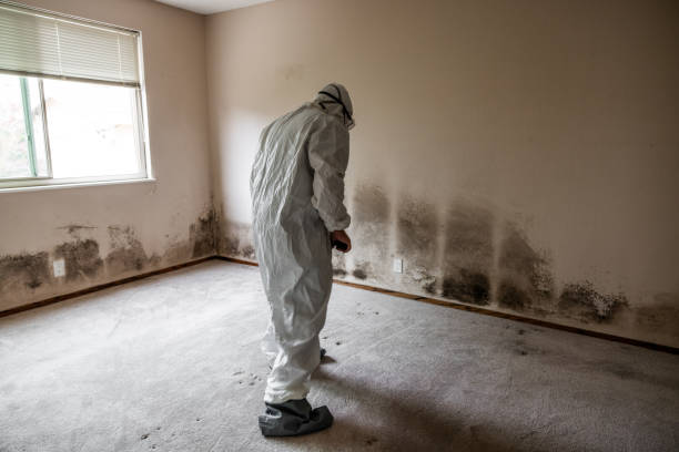 Best Attic Mold Removal  in Pablo, MT