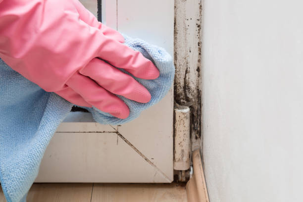Best Black Mold Removal  in Pablo, MT
